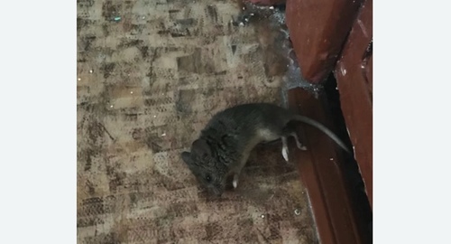 Дезинфекция от мышей в Орехово-Зуево