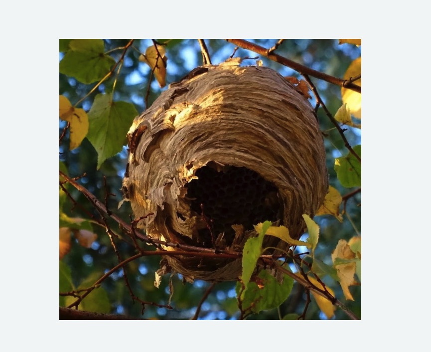 Обработка от шершней в Орехово-Зуево