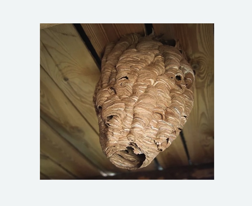 обработка от шершней в Орехово-Зуево