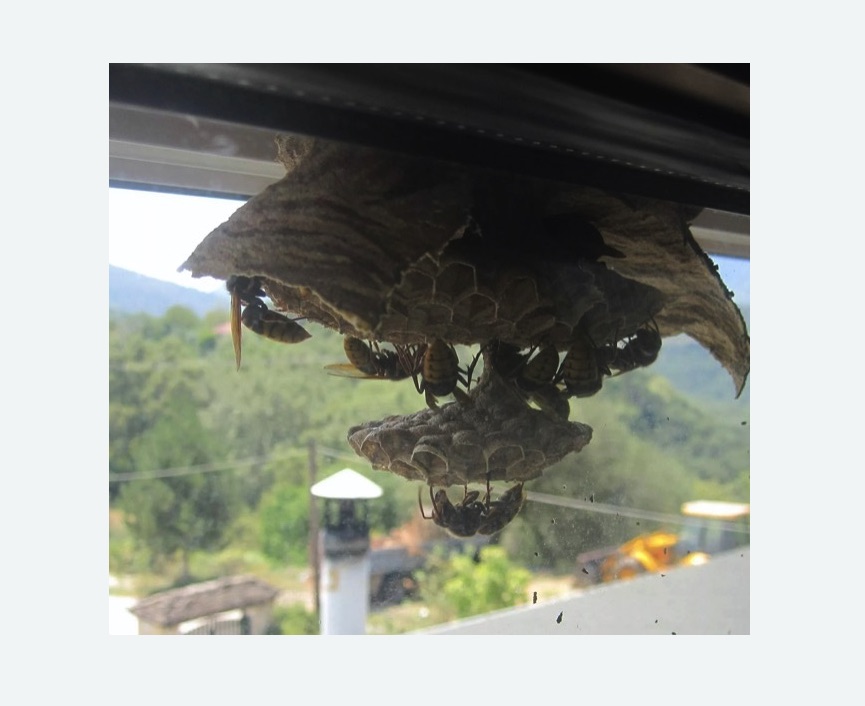 Уничтожение гнёзд шершней в Орехово-Зуево