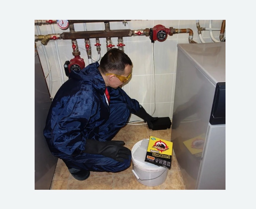 Уничтожение крыс Уничтожение крыс в Орехово-Зуево