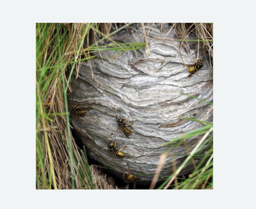 Уничтожение ос и ульев в Орехово-Зуево